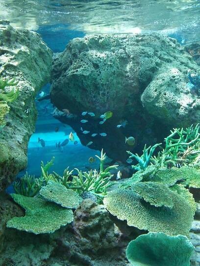 水族館🐡